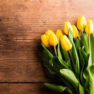 tulipanes Tulipanes Amarillos